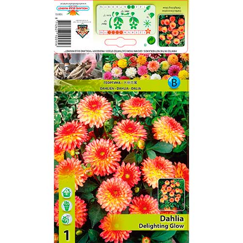 Jurginas (Dahlia) Delighting Glow interface.art nuotrauka 1 Jurginas (Dahlia) Delighting Glow interface.image 1 interface.art 76566