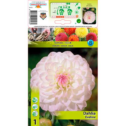 Jurginas (Dahlia) Eveline interface.image 1 interface.art 76583