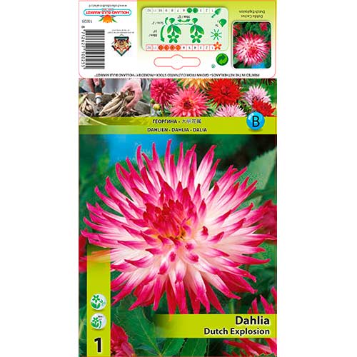 Jurginas (Dahlia) Explosion interface.art nuotrauka 1 Jurginas (Dahlia) Explosion interface.image 1 interface.art 76206