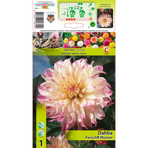 Jurginas (Dahlia) Ferncliff Illusion interface.art nuotrauka 1 Jurginas (Dahlia) Ferncliff Illusion interface.image 1 interface.art 76579