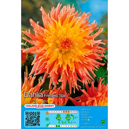 Jurginas (Dahlia) Fringed Star interface.art nuotrauka 1 Jurginas (Dahlia) Fringed Star interface.image 1 interface.art 76417