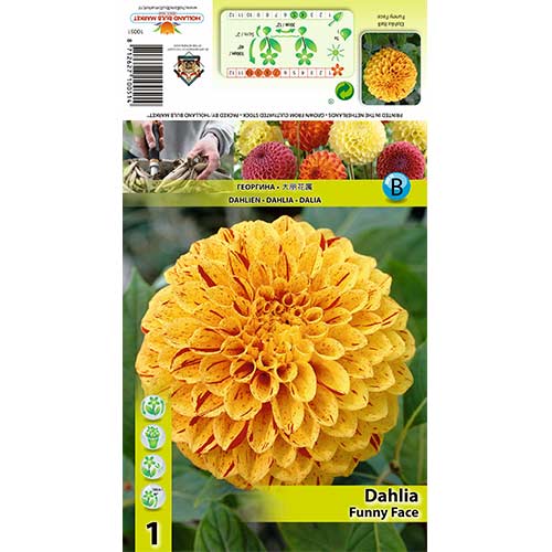 Jurginas (Dahlia) Funny Face interface.art nuotrauka 1 Jurginas (Dahlia) Funny Face interface.image 1 interface.art 70483