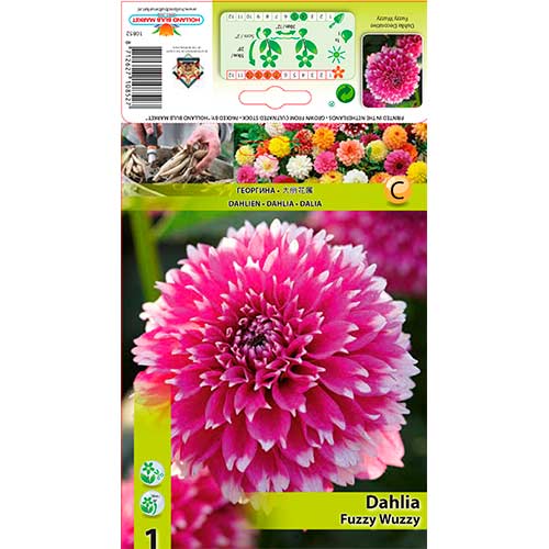 Jurginas (Dahlia) Fuzzy Wuzzy interface.art nuotrauka 1 Jurginas (Dahlia) Fuzzy Wuzzy interface.image 1 interface.art 76580