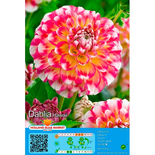 Jurginas (Dahlia) Hawaii NL interface.image 1 interface.art 76419