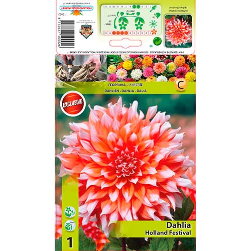 Jurginas (Dahlia) Holland Festival interface.art nuotrauka 1 Jurginas (Dahlia) Holland Festival interface.image 1 interface.art 76581