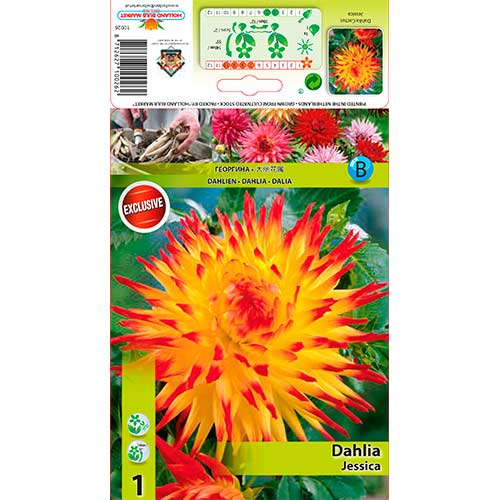 Jurginas (Dahlia) Jessica interface.art nuotrauka 1 Jurginas (Dahlia) Jessica interface.image 1 interface.art 76565