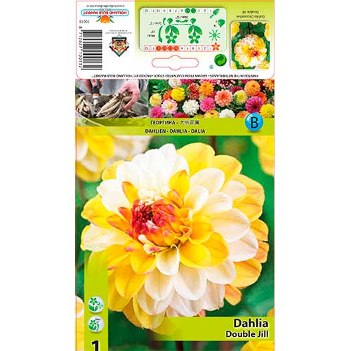 Jurginas (Dahlia) Jill interface.art nuotrauka 1 Jurginas (Dahlia) Jill interface.image 1 interface.art 76563