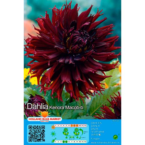 Jurginas (Dahlia) Kenora Macop B interface.art nuotrauka 1 Jurginas (Dahlia) Kenora Macop B interface.image 1 interface.art 76420