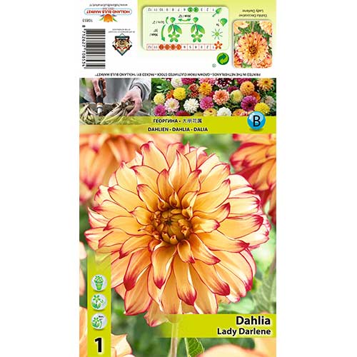 Jurginas (Dahlia) Lady Darlene interface.art nuotrauka 1 Jurginas (Dahlia) Lady Darlene interface.image 1 interface.art 70377