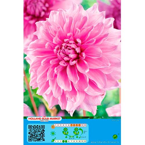 Jurginas (Dahlia) Lavender Perfection interface.image 1 interface.art 76421