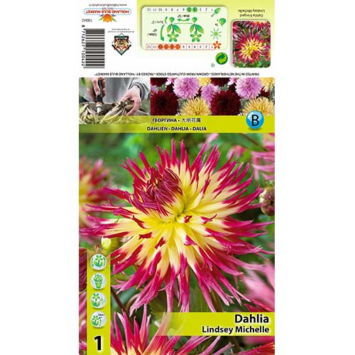 Jurginas (Dahlia) Lindsay Michelle interface.art nuotrauka 1 Jurginas (Dahlia) Lindsay Michelle interface.image 1 interface.art 70378