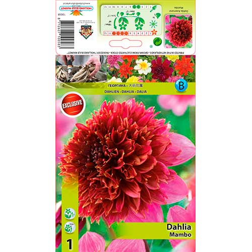 Jurginas (Dahlia) Mambo interface.art nuotrauka 1 Jurginas (Dahlia) Mambo interface.image 1 interface.art 76214