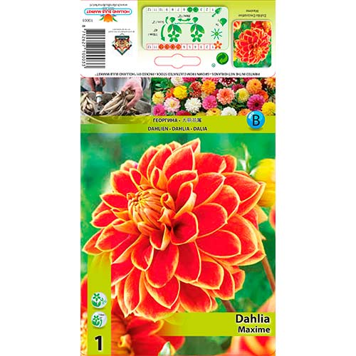 Jurginas (Dahlia) Maxime interface.image 1 interface.art 76423