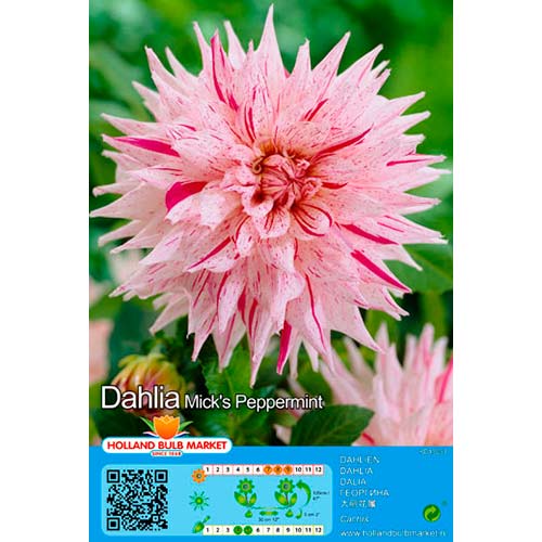 Jurginas (Dahlia) Mick‘s Peppermint interface.art nuotrauka 1 Jurginas (Dahlia) Mick‘s Peppermint interface.image 1 interface.art 76424
