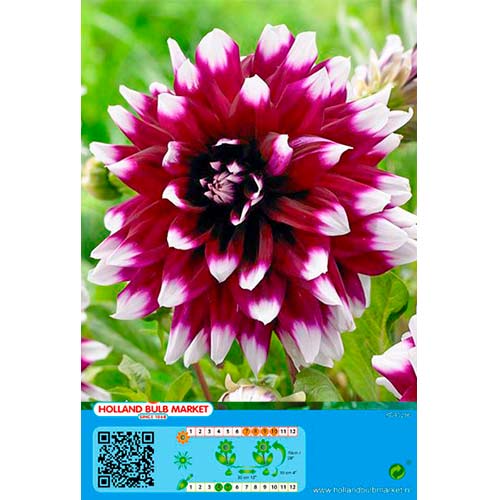 Jurginas (Dahlia) Mistery Day interface.image 1 interface.art 76425