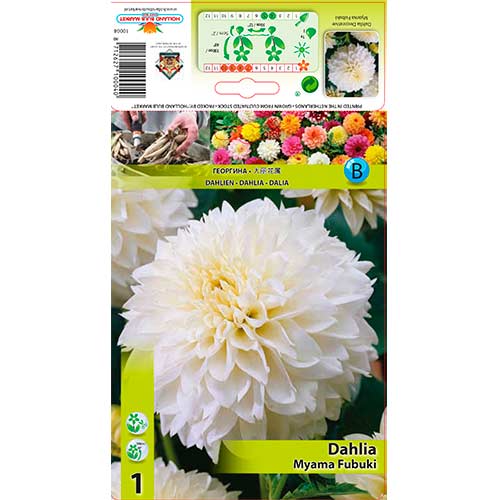 Jurginas (Dahlia) Myama Fubuki interface.image 1 interface.art 76216