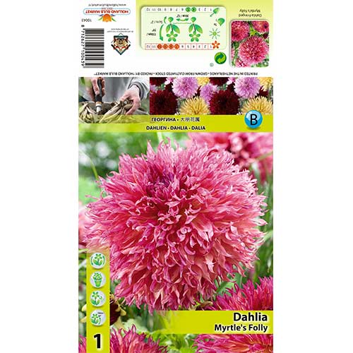 Jurginas (Dahlia) Myrtle’s Folly interface.art nuotrauka 1 Jurginas (Dahlia) Myrtle’s Folly interface.image 1 interface.art 70482