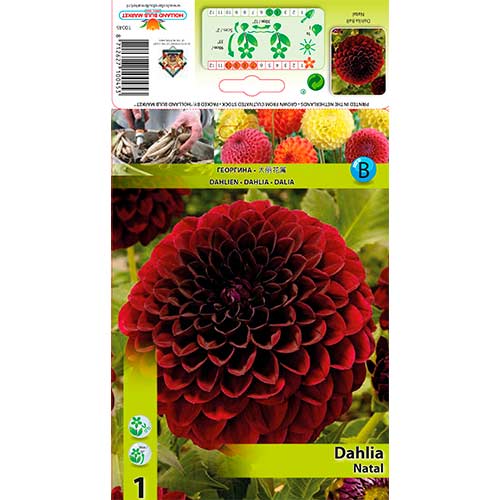 Jurginas (Dahlia) Natal interface.art nuotrauka 1 Jurginas (Dahlia) Natal interface.image 1 interface.art 76568