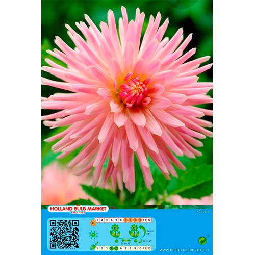 Jurginas (Dahlia) Park Princess interface.image 1 interface.art 76426