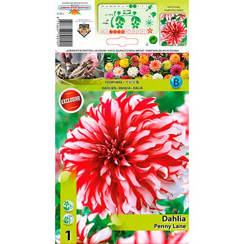 Jurginas (Dahlia) Penny Lane interface.image 1 interface.art 76217