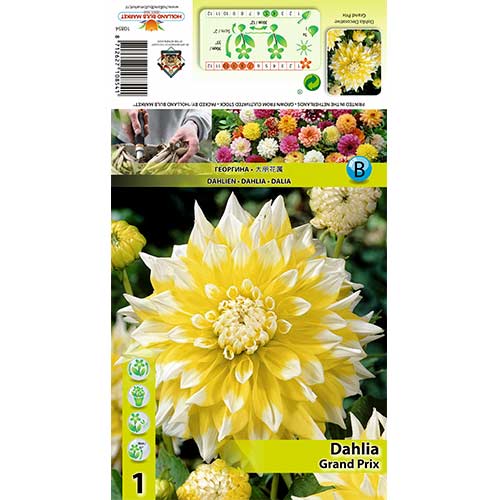 Jurginas (Dahlia) Prix interface.image 1 interface.art 70373