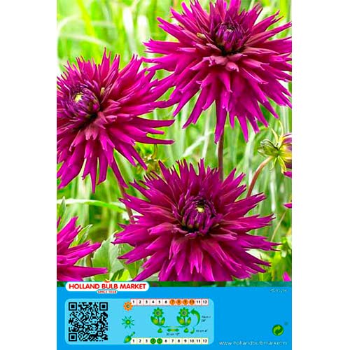 Jurginas (Dahlia) Purple Gem interface.art nuotrauka 1 Jurginas (Dahlia) Purple Gem interface.image 1 interface.art 76427