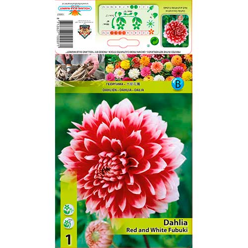 Jurginas (Dahlia) Red ir White Fabuki interface.image 1 interface.art 76220