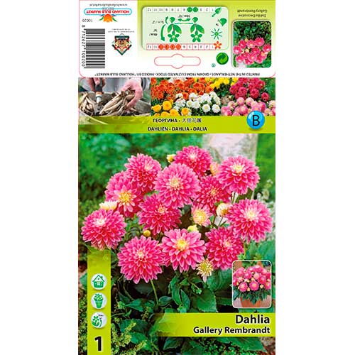 Jurginas (Dahlia) Rembrandt interface.art nuotrauka 1 Jurginas (Dahlia) Rembrandt interface.image 1 interface.art 76209