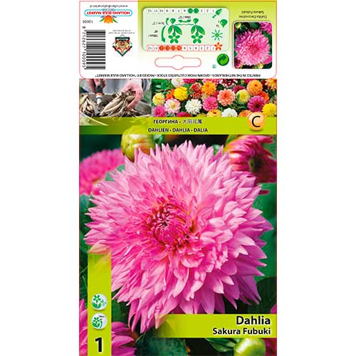 Jurginas (Dahlia) Sakura Fubuki interface.art nuotrauka 1 Jurginas (Dahlia) Sakura Fubuki interface.image 1 interface.art 76221