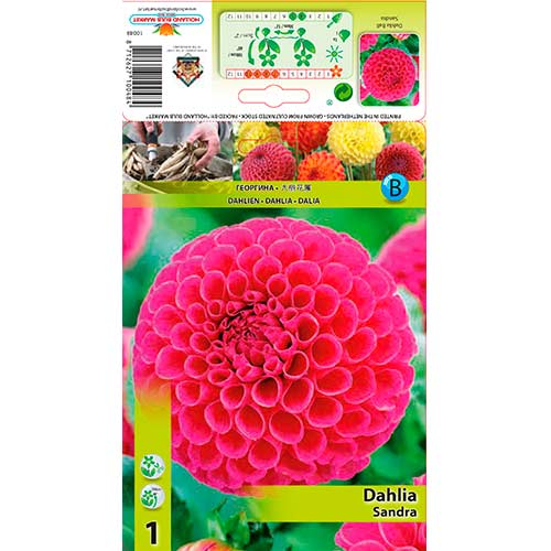 Jurginas (Dahlia) Sandra interface.art nuotrauka 1 Jurginas (Dahlia) Sandra interface.image 1 interface.art 76576