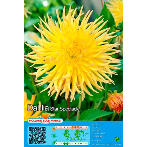Jurginas (Dahlia) Star Spectacle interface.art nuotrauka 1 Jurginas (Dahlia) Star Spectacle interface.image 1 interface.art 76428