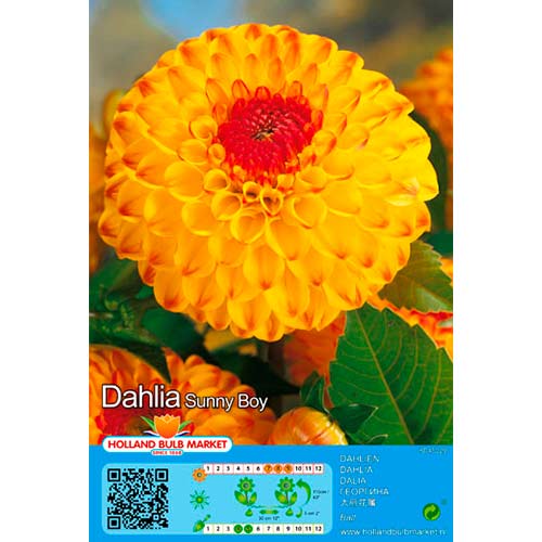 Jurginas (Dahlia) Sunny Boy interface.image 1 interface.art 76429