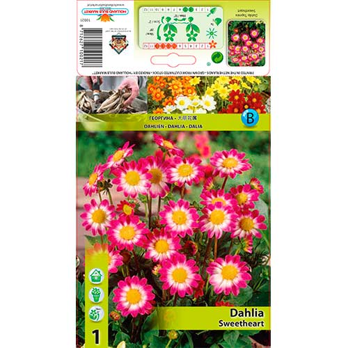 Jurginas (Dahlia) Sweetheart interface.art nuotrauka 1 Jurginas (Dahlia) Sweetheart interface.image 1 interface.art 76577