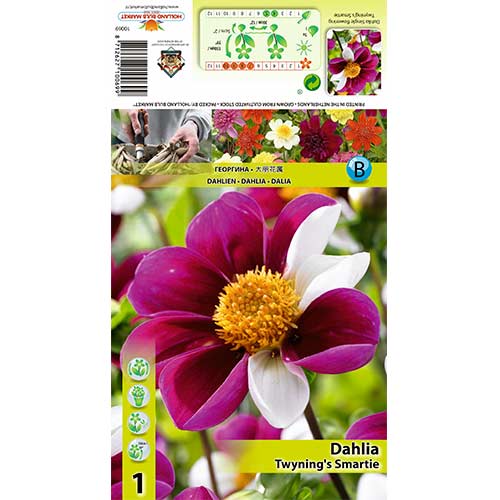 Jurginas (Dahlia) Twyning‘s Smartie interface.art nuotrauka 1 Jurginas (Dahlia) Twyning‘s Smartie interface.image 1 interface.art 70383