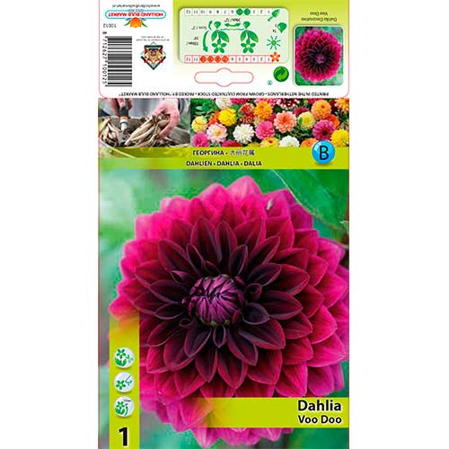 Jurginas (Dahlia) Voo Doo interface.art nuotrauka 1 Jurginas (Dahlia) Voo Doo interface.image 1 interface.art 76561