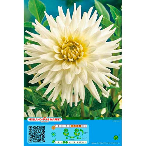 Jurginas (Dahlia) White Star interface.art nuotrauka 1 Jurginas (Dahlia) White Star interface.image 1 interface.art 76430