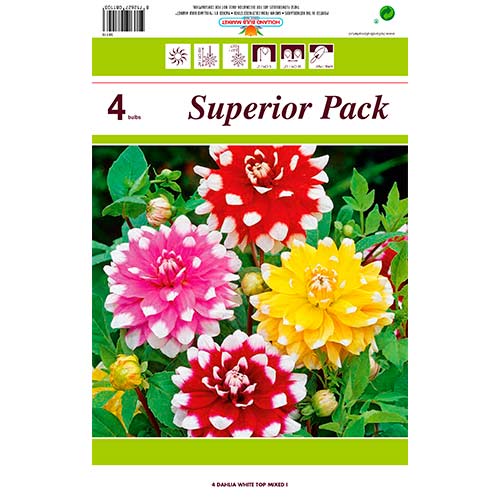 Jurginas (Dahlia) White Top Mixed interface.image 1 interface.art 76431