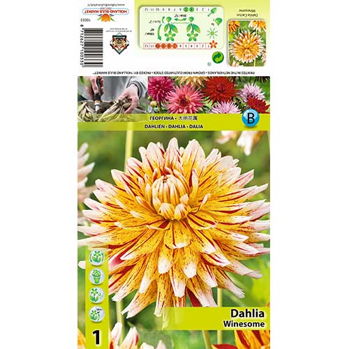 Jurginas (Dahlia) Winesome interface.art nuotrauka 1 Jurginas (Dahlia) Winesome interface.image 1 interface.art 70481
