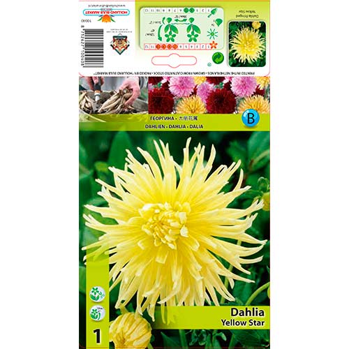 Jurginas (Dahlia) Yellow Star interface.art nuotrauka 1 Jurginas (Dahlia) Yellow Star interface.image 1 interface.art 76432