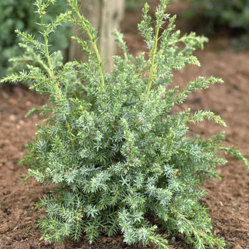 Kadagys Blue Alps, C2 interface.image 1 interface.art 7745