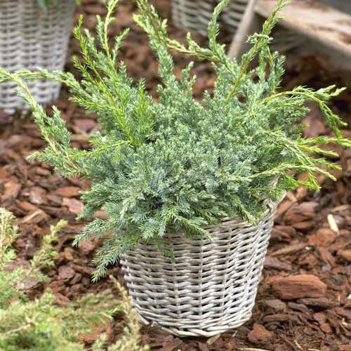 Kadagys Blue Carpet, C2 interface.image 1 interface.art 7743