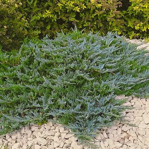 Kadagys Blue Chip, Р9 interface.image 1 interface.art 9434