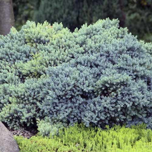 Kadagys Blue Star, C2 interface.image 1 interface.art 7744