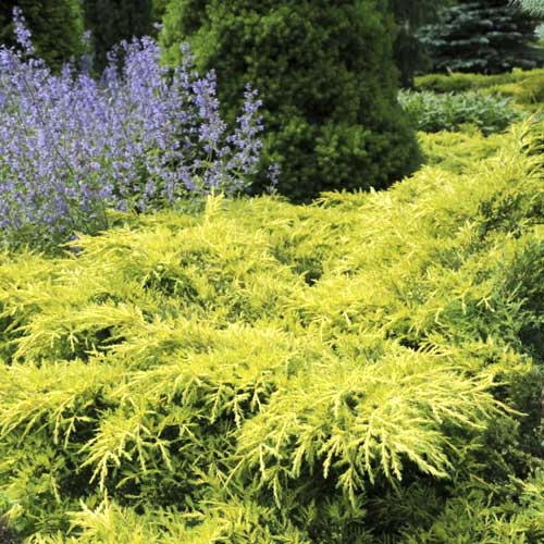 Kadagys Gold Star, C2 interface.image 1 interface.art 7740