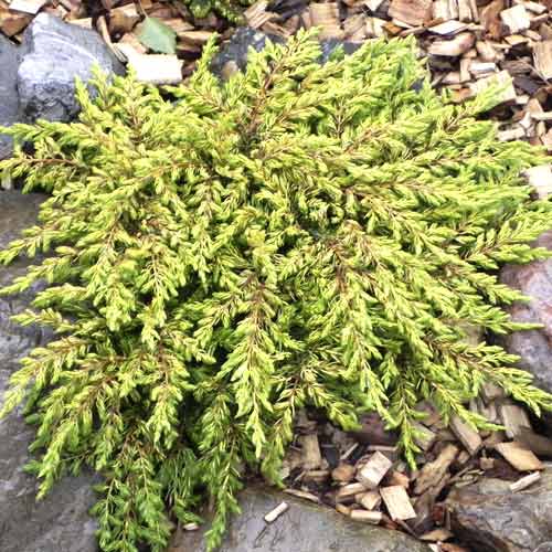 Kadagys Goldschatz, С3 interface.image 1 interface.art 7736