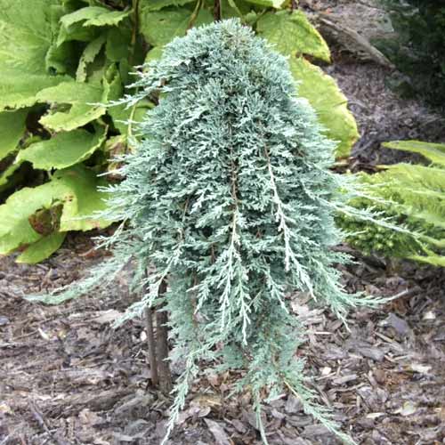 Kadagys Icee Blue ®, C5 interface.art nuotrauka 1 Kadagys Icee Blue ®, C5 interface.image 1 interface.art 8247