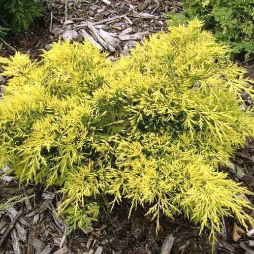 Kadagys King of Spring, С3 interface.image 1 interface.art 7742