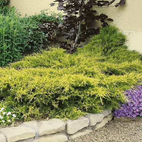 Kadagys Kuriwao Gold, С3 interface.image 1 interface.art 7734