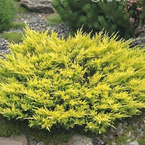 Kadagys Limeglow interface.image 1 interface.art 9458