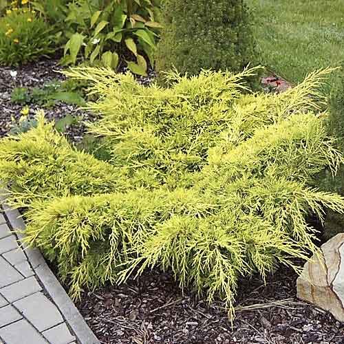 Kadagys Old Gold, С3 interface.image 1 interface.art 7741